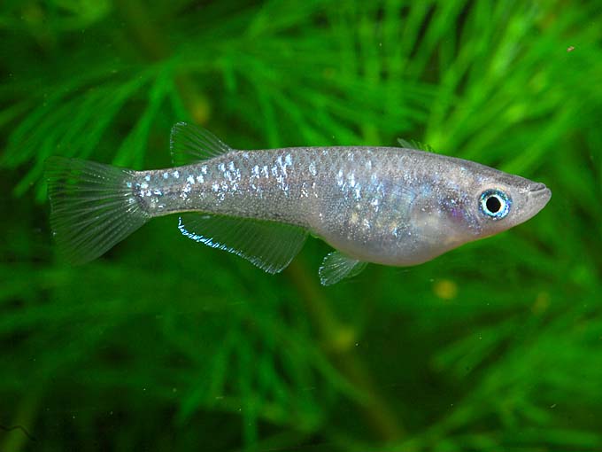 メダカの異品種交配 01 株式会社ピーシーズ