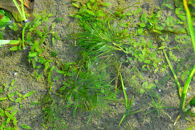 水田雑草 2 岡山県中部散策 株式会社ピーシーズ