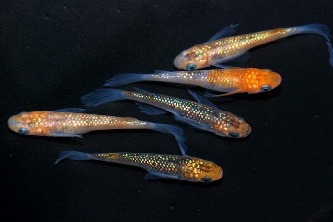 黒幹之　松井ヒレ長　極み オス2 メス2 (現物出品) ikahoff G-1206-1250-a カブキ系統 黒幹之 （2ペア＋１匹 5匹）Mサイズ2025年生まれ | Pay ID