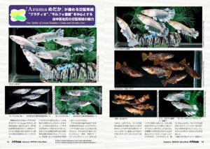 E-Bookメダカ百華第20.5号 | 株式会社ピーシーズ